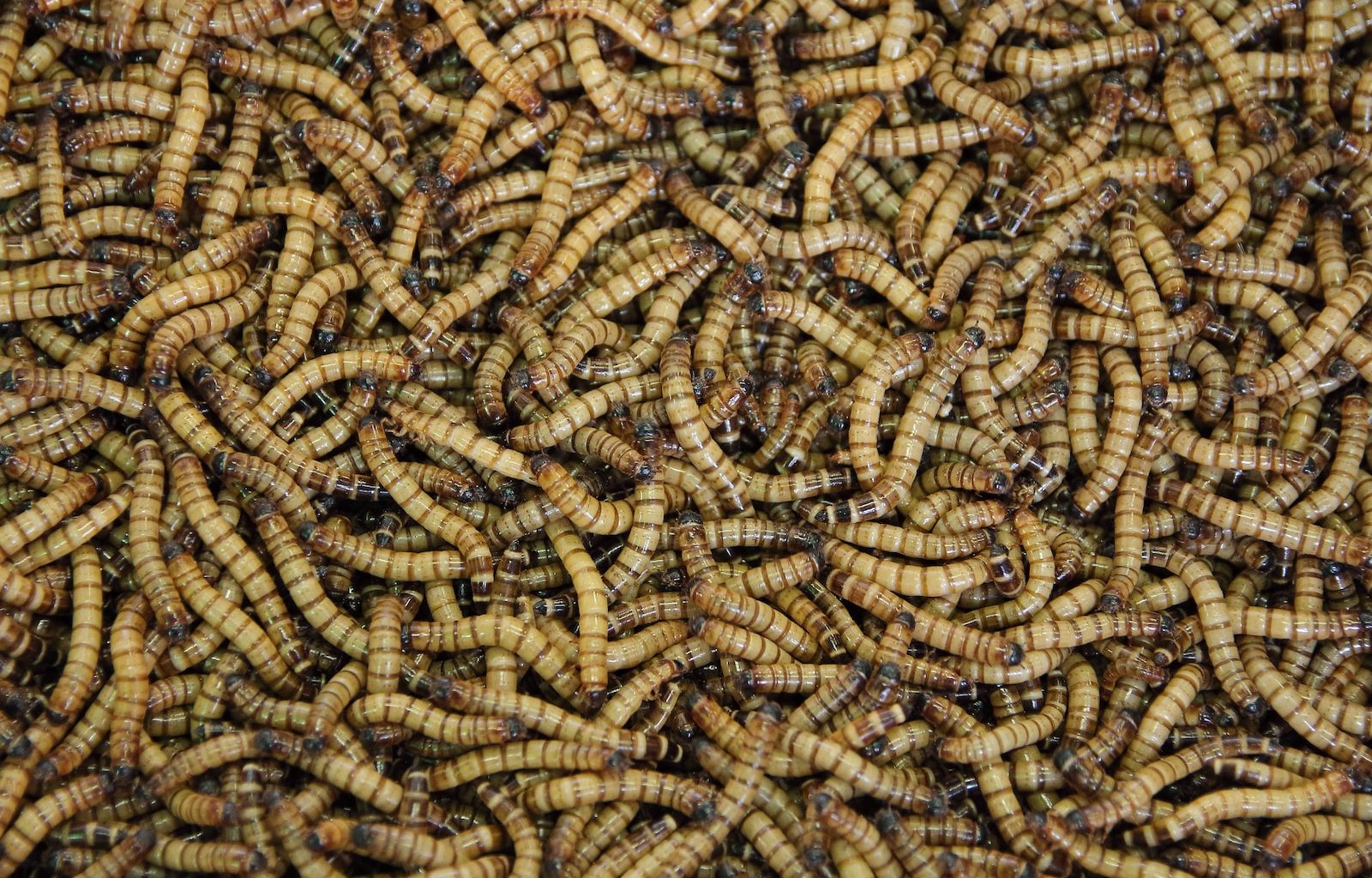 brown rope in close up photography