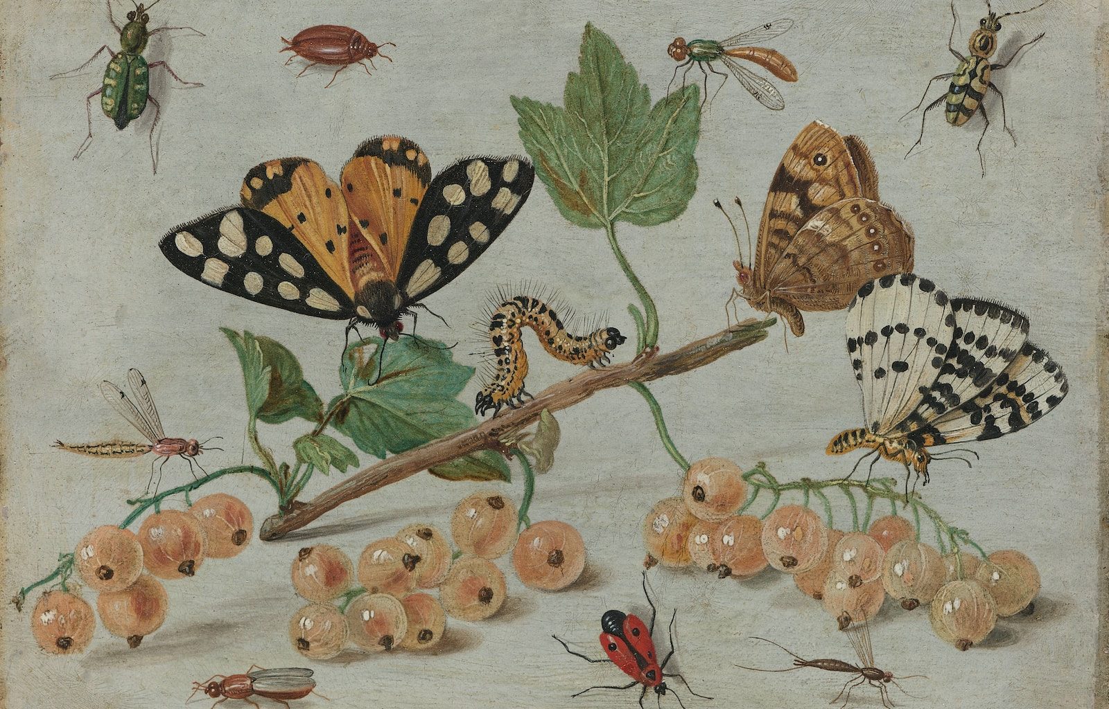 brown and black butterflies on green leaves