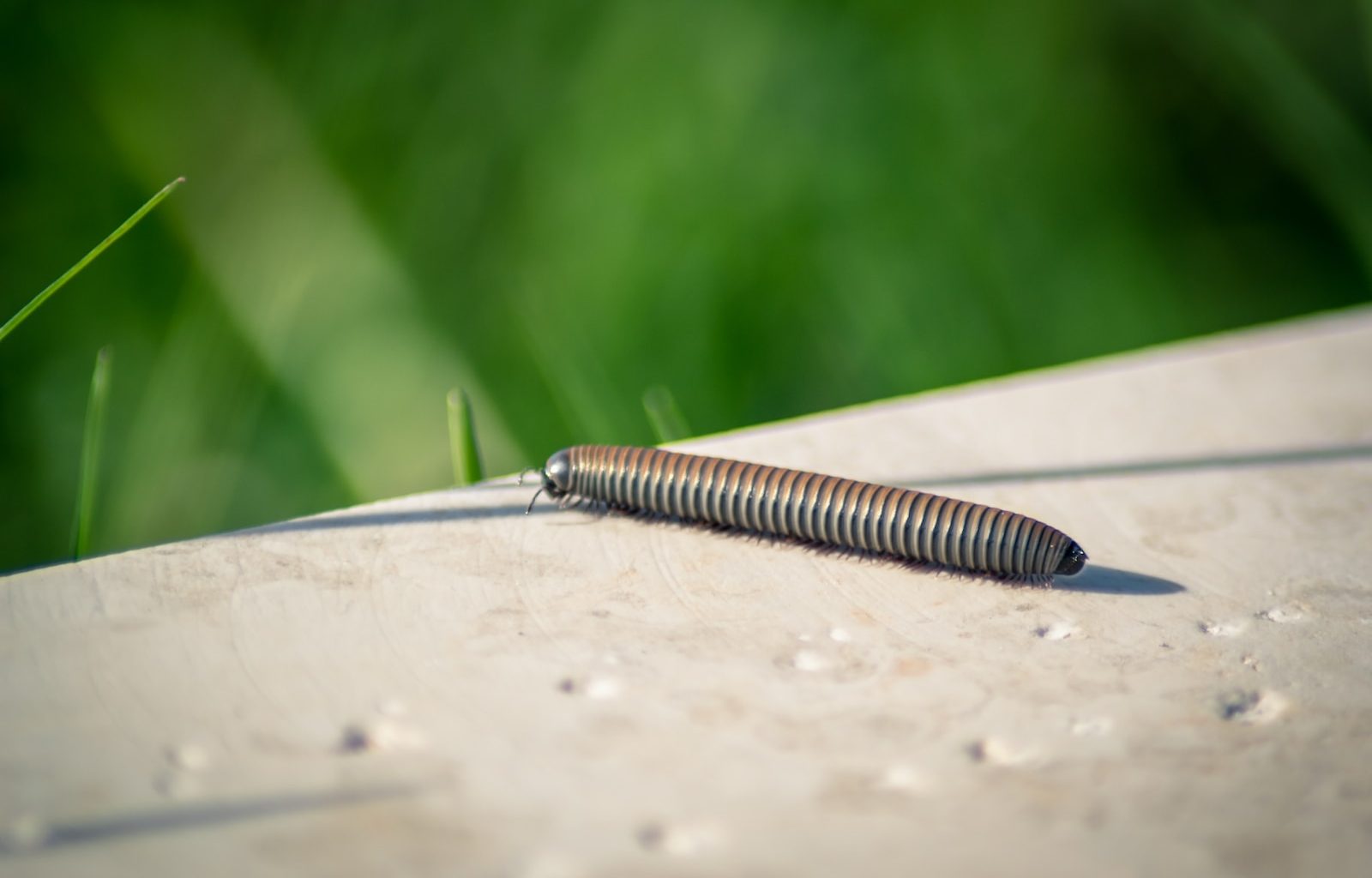 close-up photography of brown caterpillar