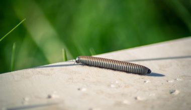 close-up photography of brown caterpillar