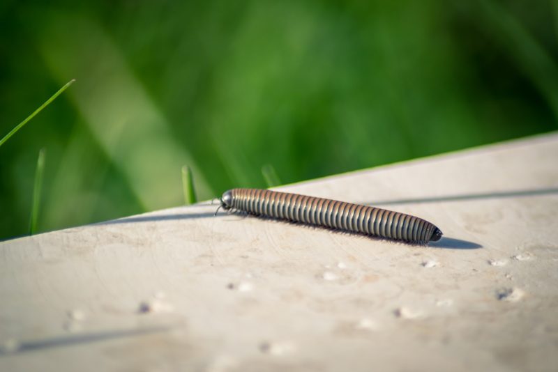 close-up photography of brown caterpillar