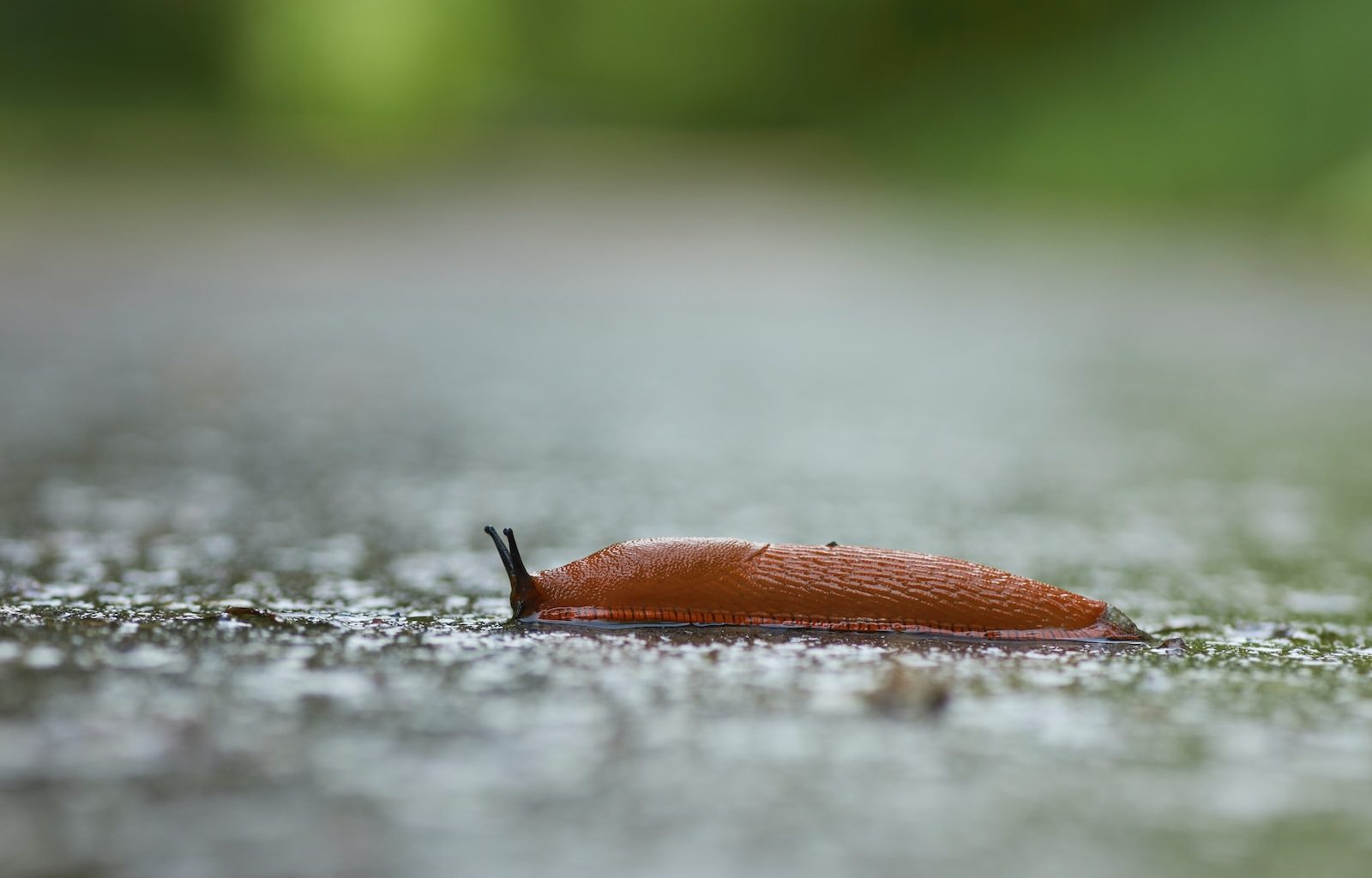 brown slug on dirt field