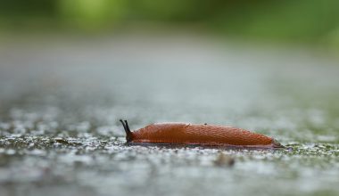 brown slug on dirt field