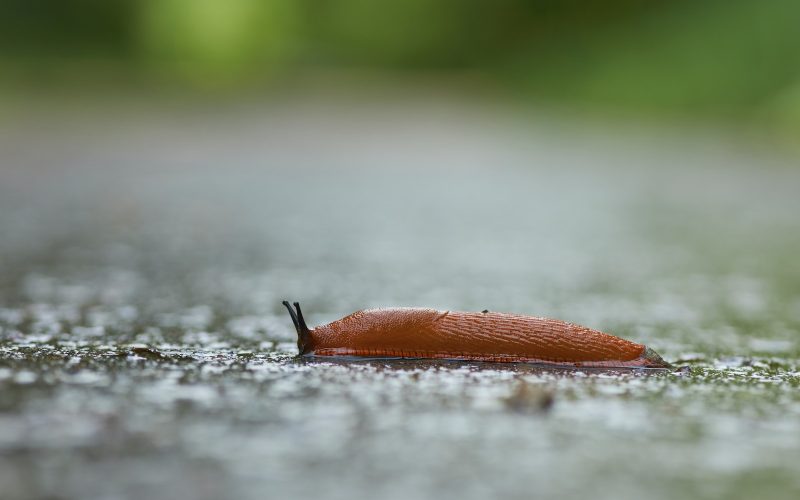brown slug on dirt field