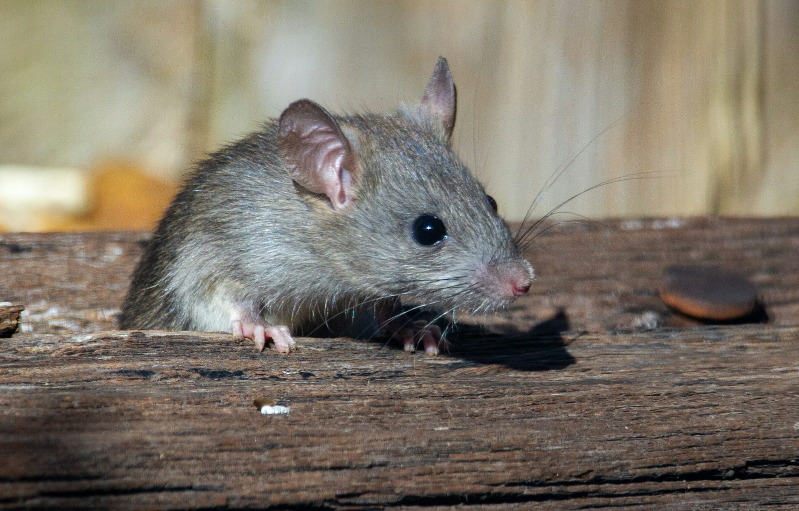 a rat sitting on a piece of wood