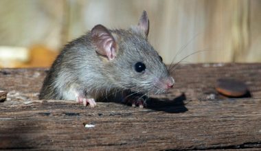 a rat sitting on a piece of wood