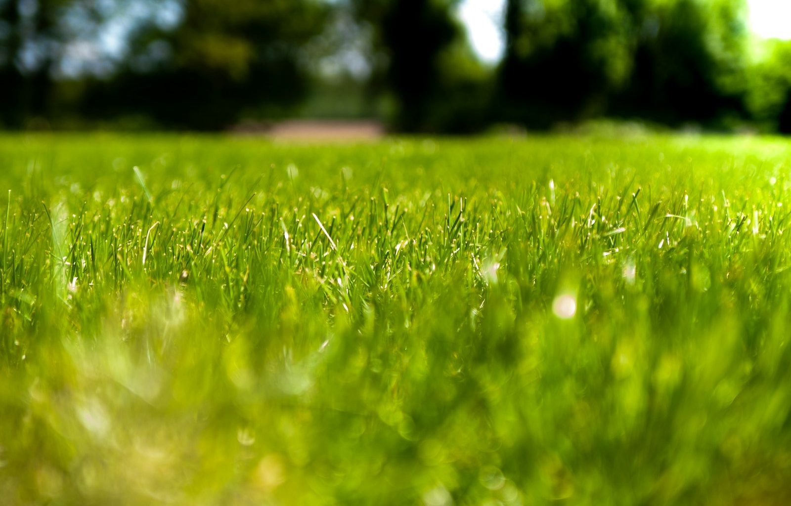 green grass field during daytime