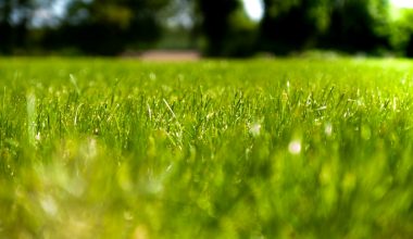 green grass field during daytime