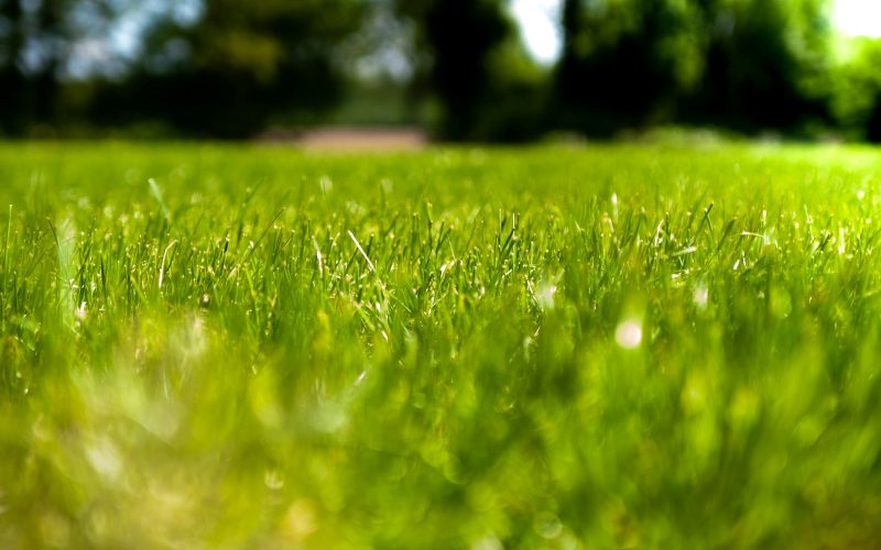 green grass field during daytime