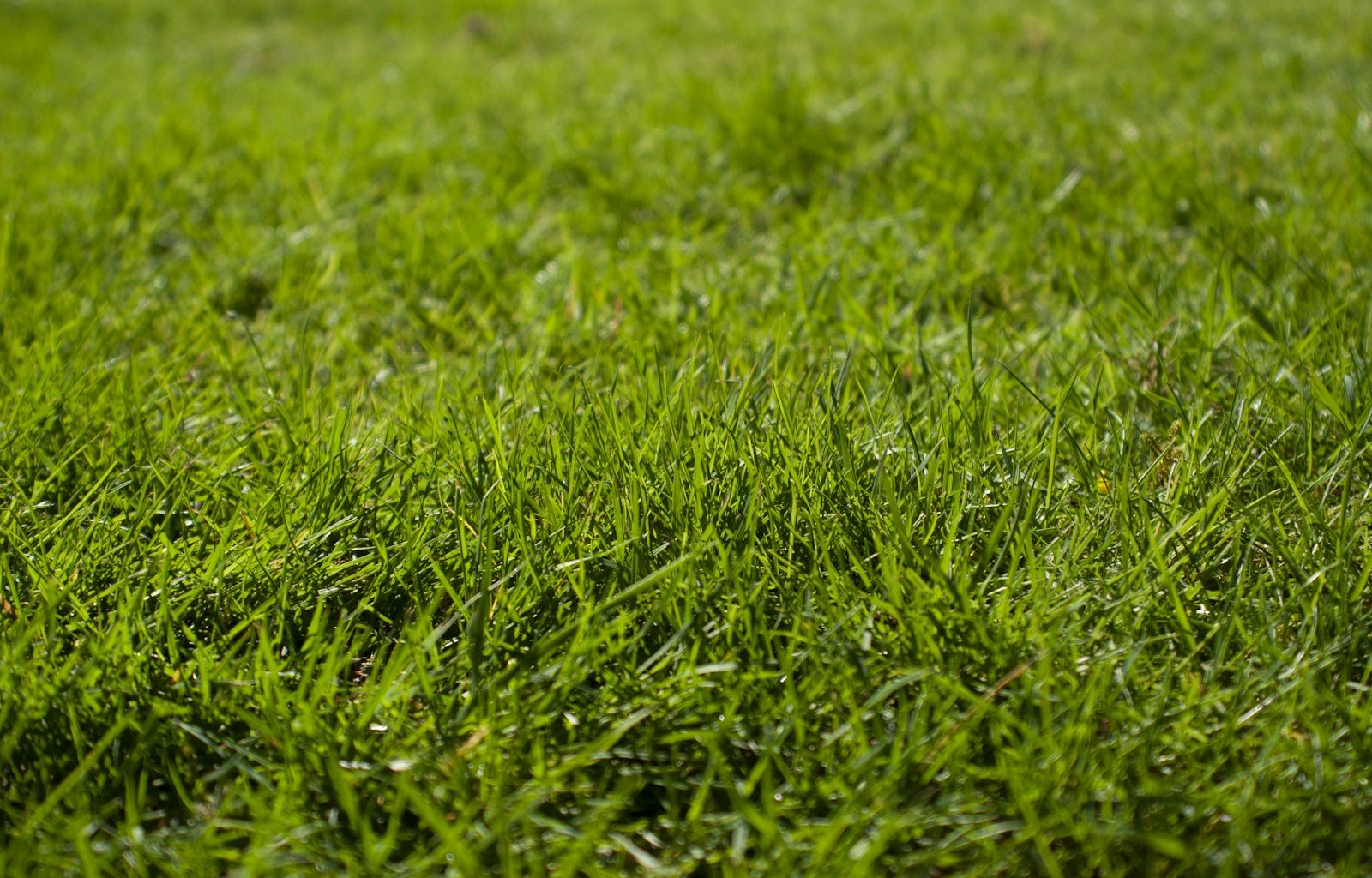 macro photography of green grass ground