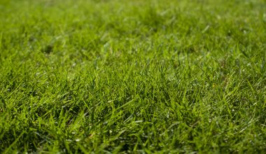 macro photography of green grass ground