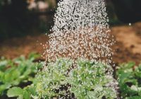 person watering plant