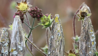 Tuin in september met herfstbladeren en een kruiwagen klaar voor onderhoud