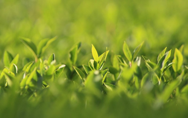 Persoon die een hoge groene haag snoeit met een heggenschaar in een verzorgde tuin